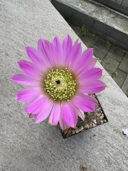 Echinocereus huasteca